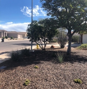 An employee in Arizona changed out his grass landscaping for this water-saving and desert-friendly xeriscape.