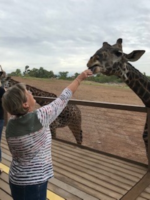 Giraffes are one of the most popular endangered animals. Here, a Rogers employee visits protected giraffes on a preserve.